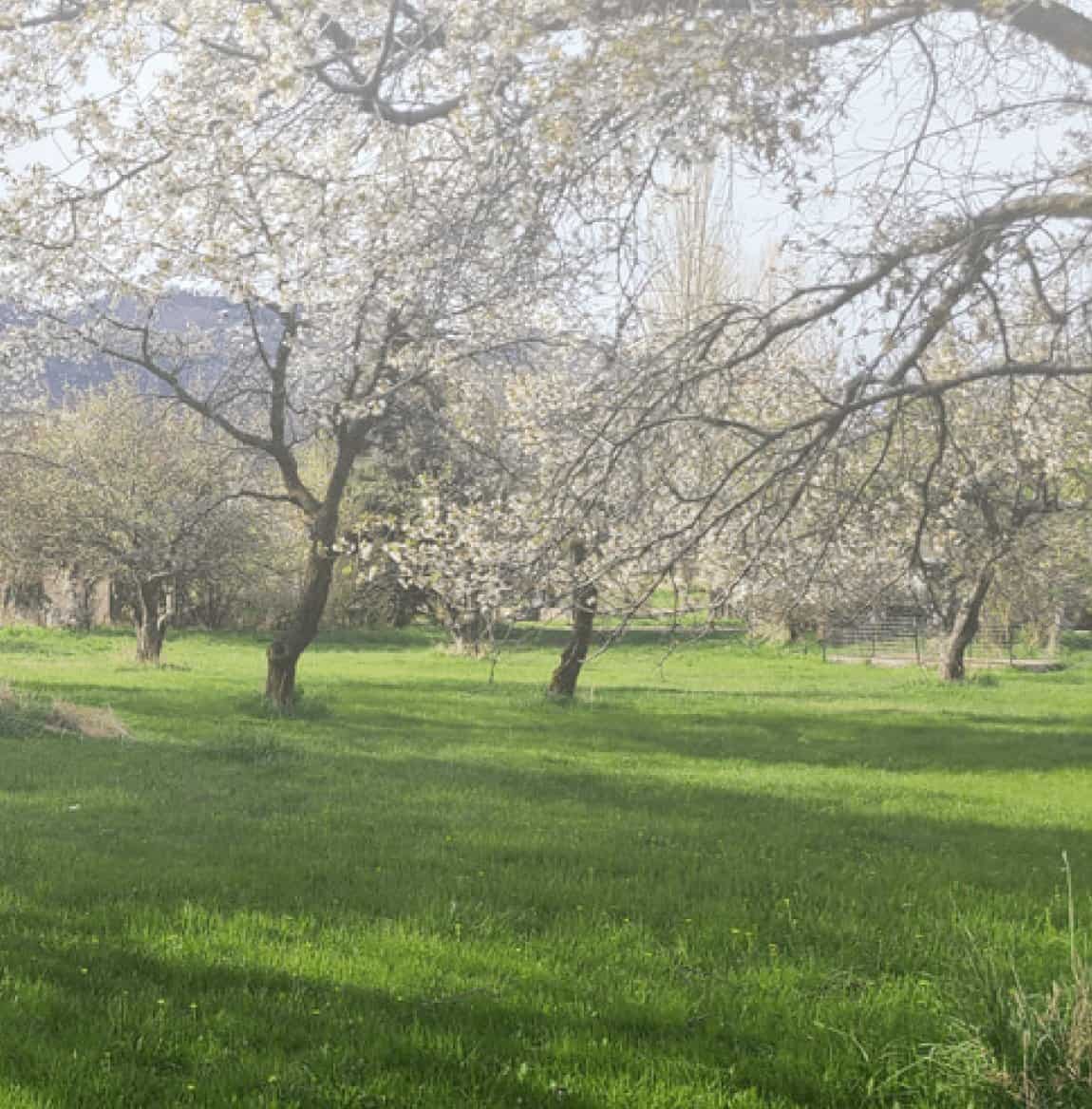 Mature fruit trees in white spring blossom in the shared orchard at Hermosa Orchards Village