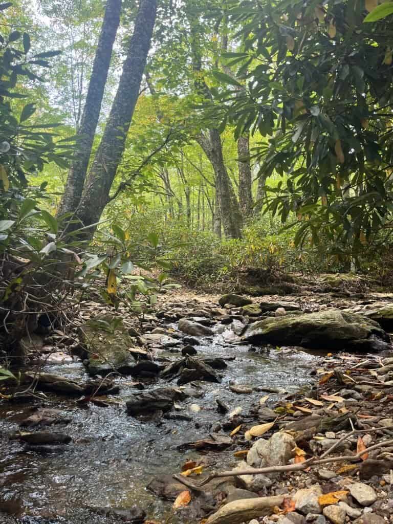 Shallow rocky mountain creek flowing through rhododendron and trees