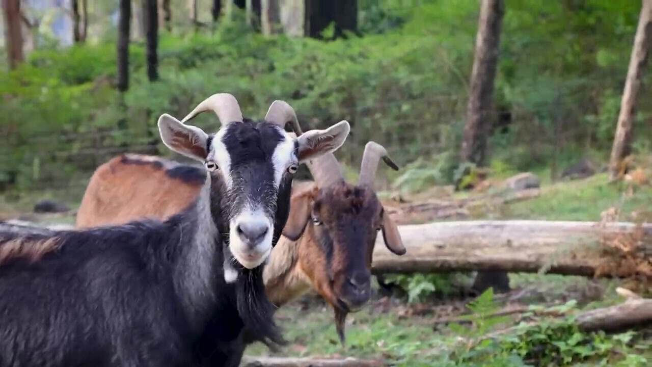A tricolor rescue goat looking at the camera and a brown goat behind it, standing by a fallen log in Blue Mountains bush