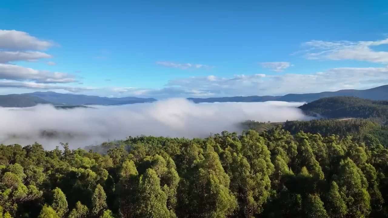Aerial view of mist sitting in Tasmanian mountain valleys above a forested ridge under blue sky