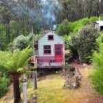 Mint-green off-grid cabin with a red door and wood smoke, a tree fern in the foreground and Tasmanian bush all around