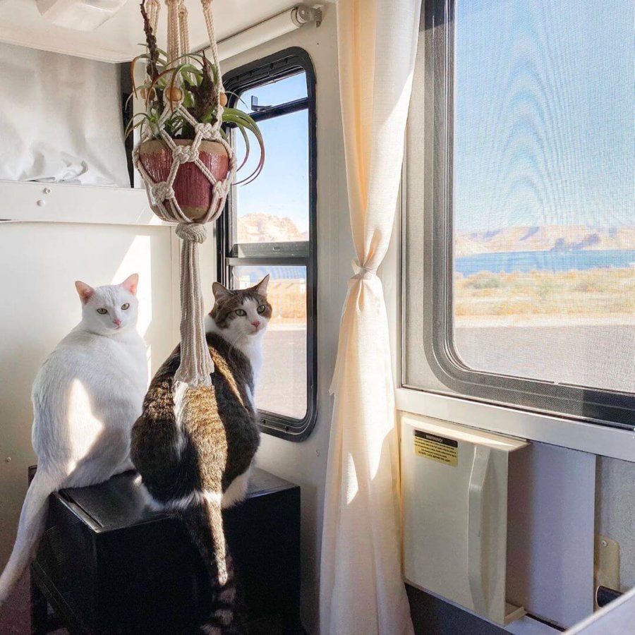 Digital Marketer Celebrates One Year of RV Life with Two Cats