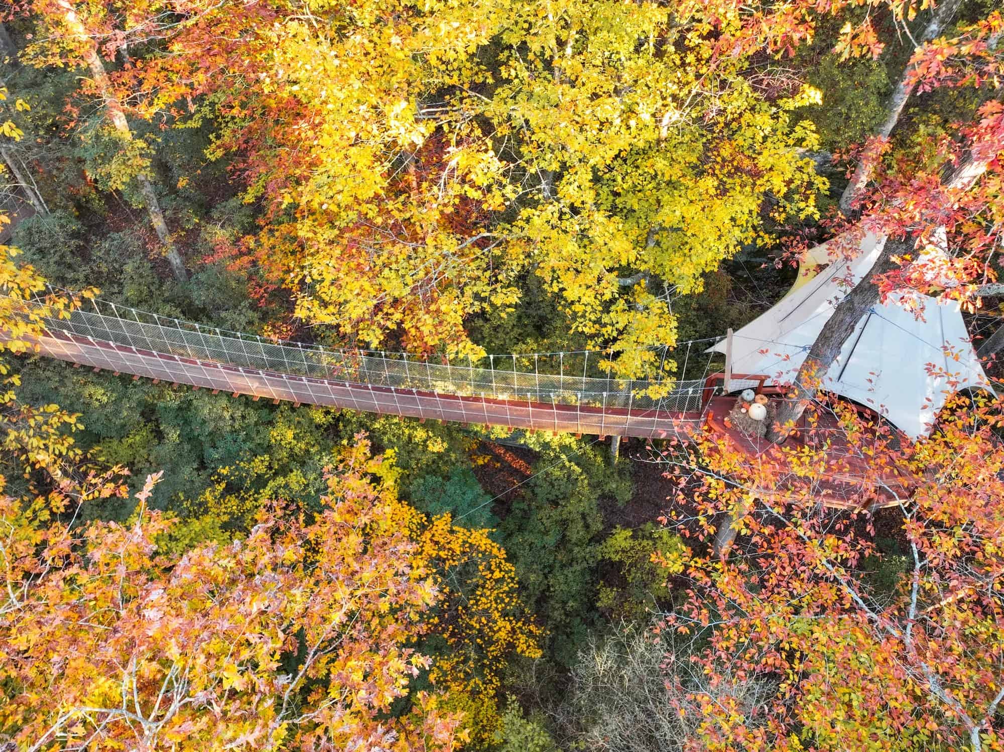 Loxley Forest Original aerial over fall canopy and rope bridge