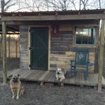 Dogs Hanging out at the Pallet Cabin