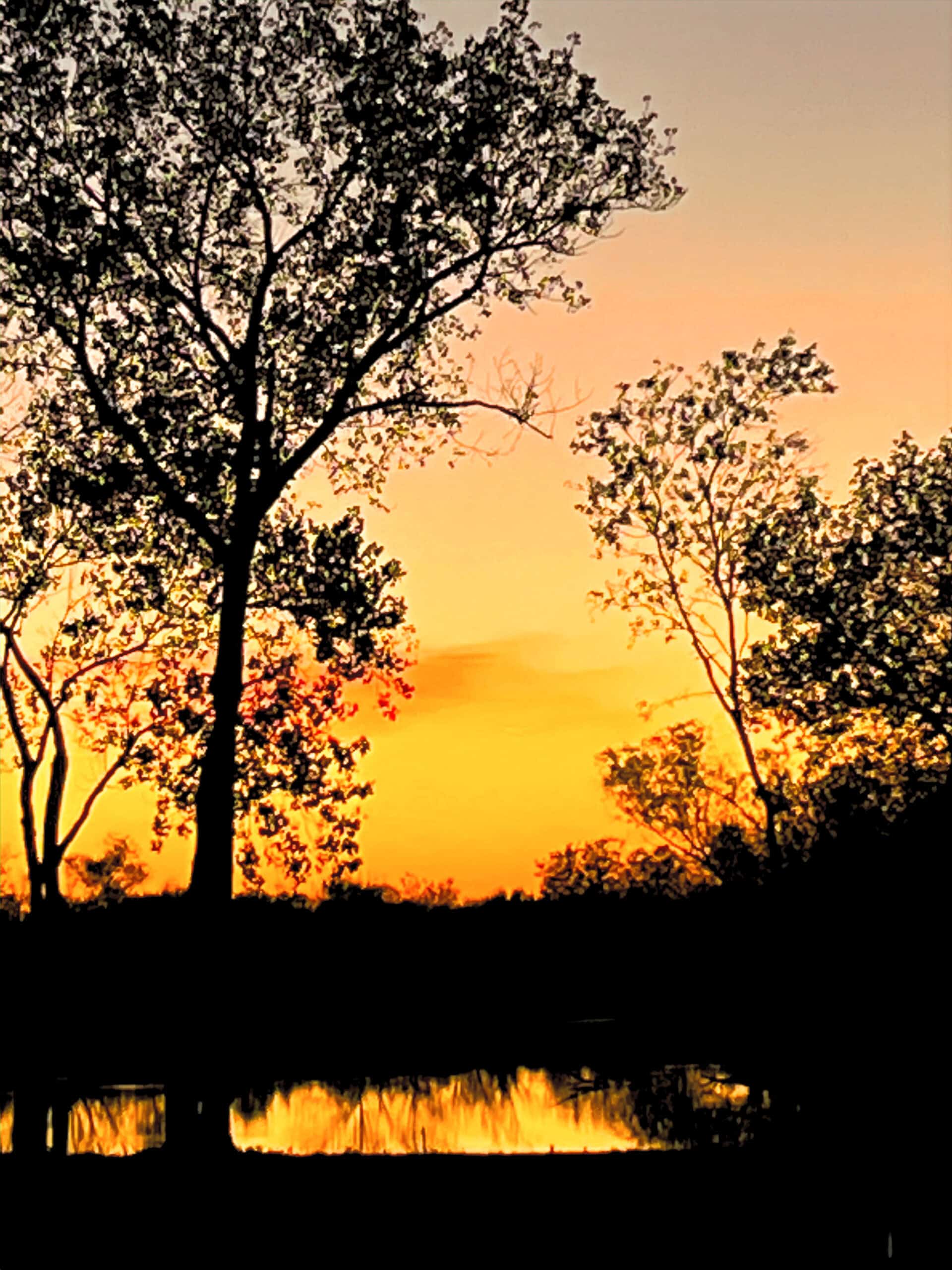 Sunset through silhouetted trees over the water at Monarch Springs Ranch in Celeste, Texas