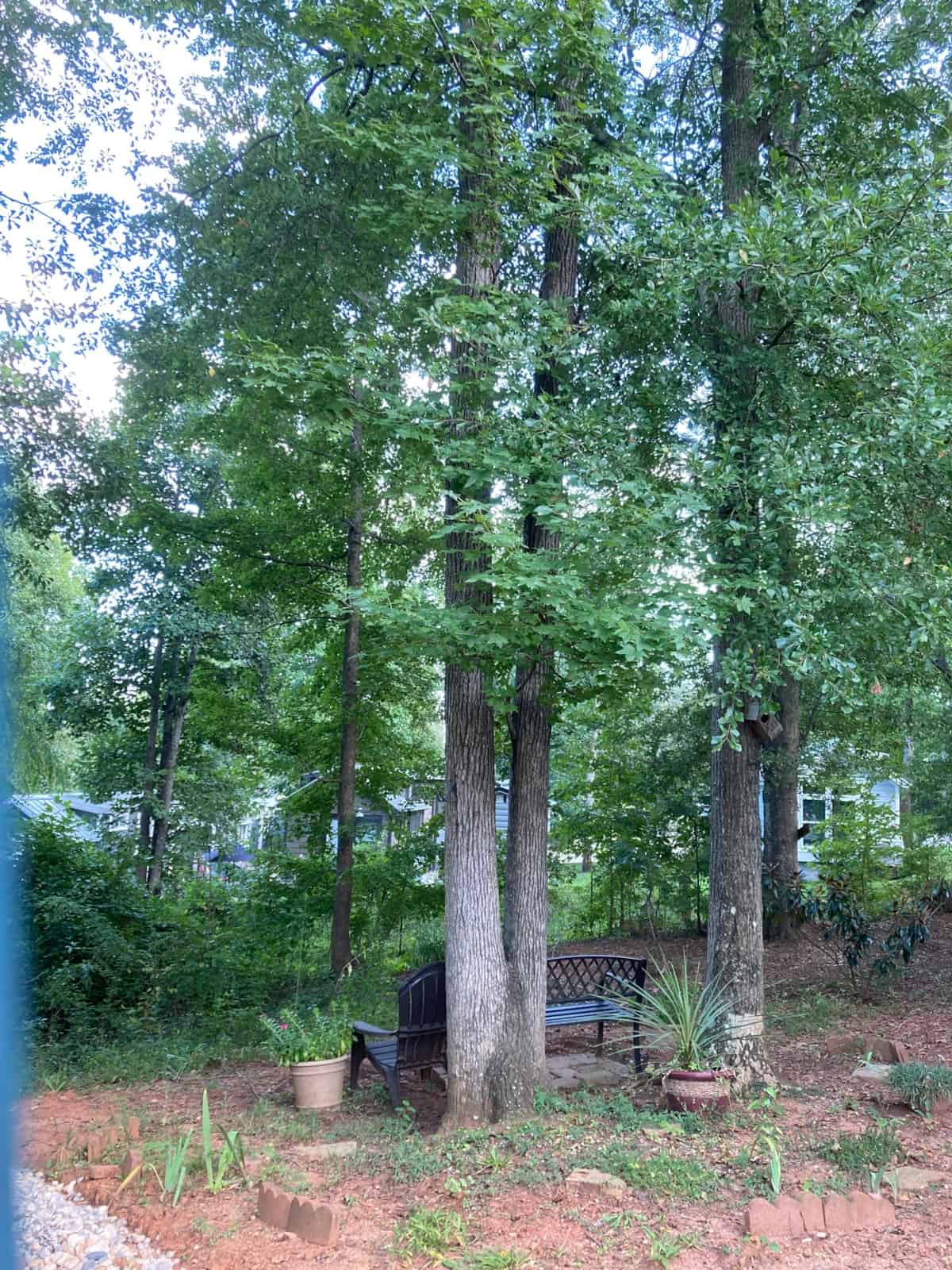 Wooded lot seating area with an Adirondack chair and bench among mature trees at Lakewalk Tiny Home Community in Greer, South Carolina