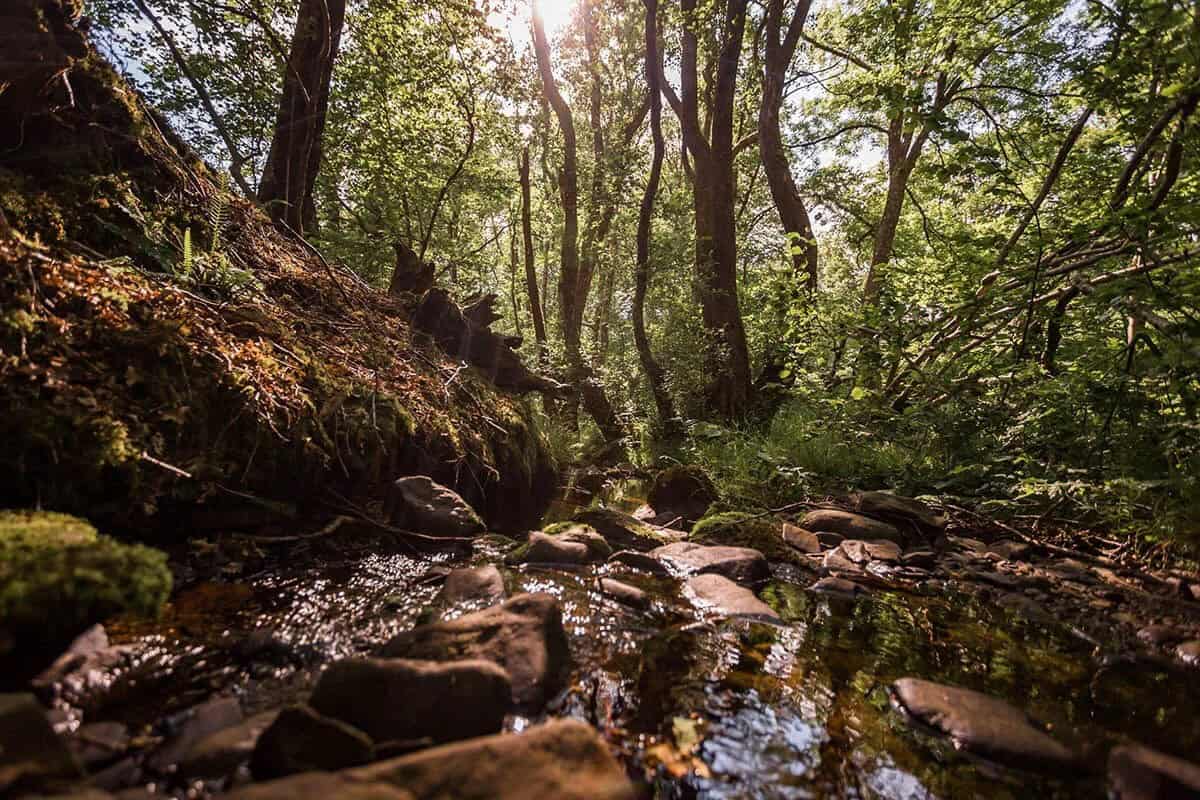 Rocky, tree-shaded stream running through the woods below the cabin