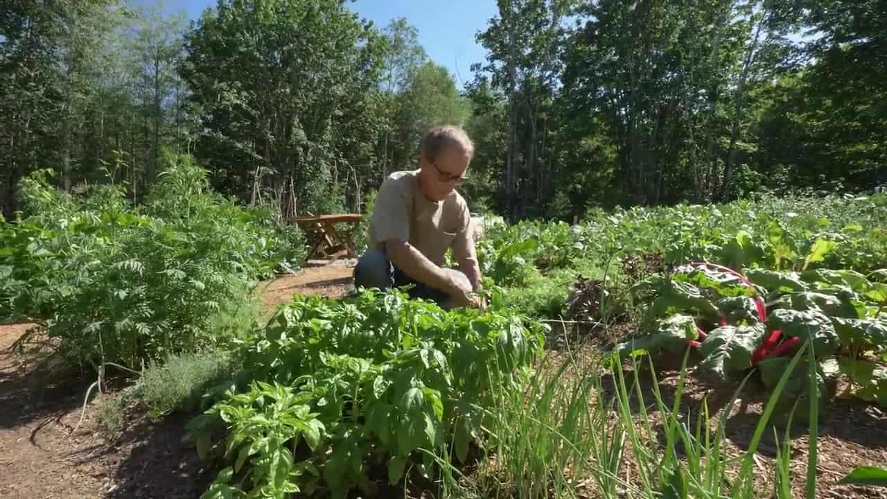 Vegetable garden beds with basil and red-stemmed Swiss chard