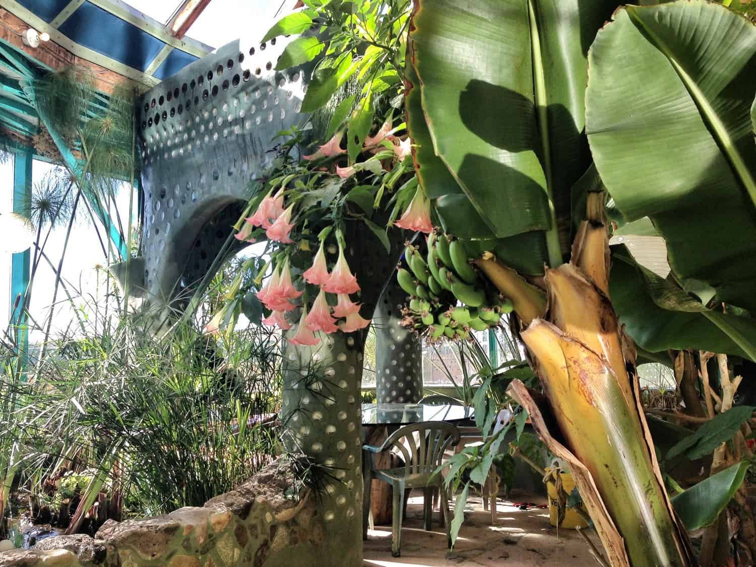 Greenhouse interior with a banana tree, pink flowers, and a bottle column