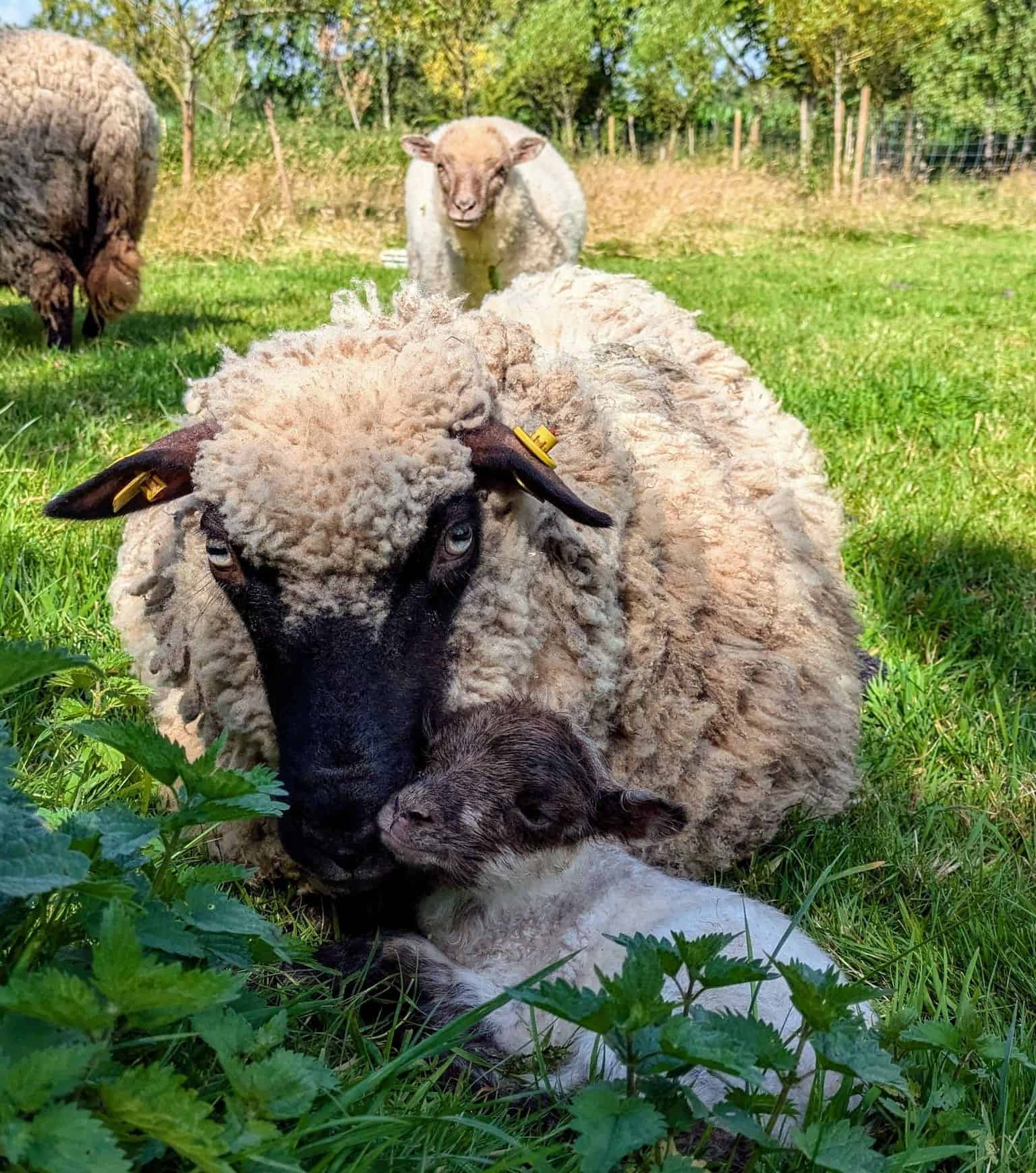 A sheep with her lamb resting in the grass on the farm in Barßel