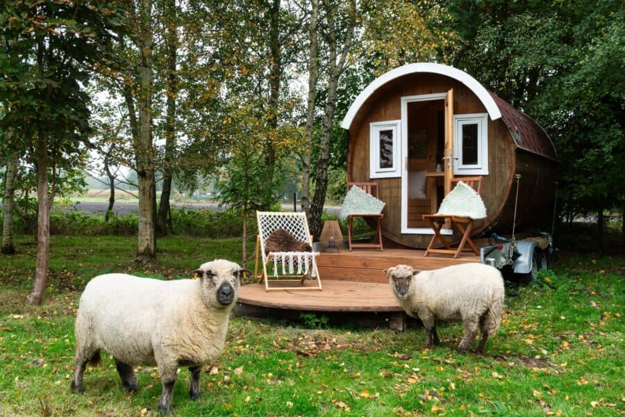 Wooden sleeping barrel on a trailer chassis among birch trees, sheep in the foreground, deck chairs on the grass