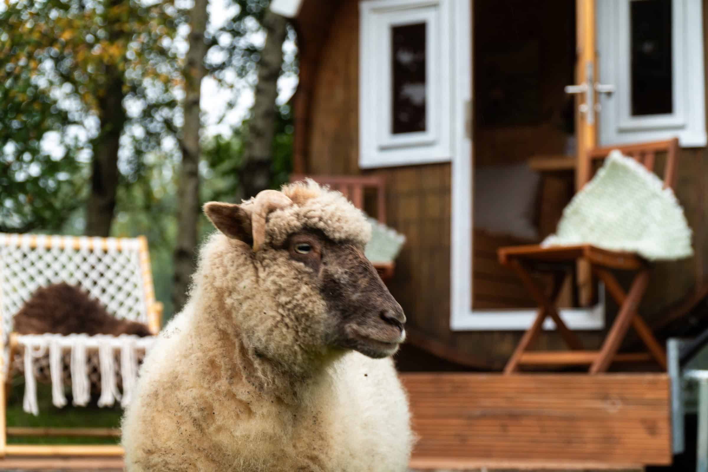 Sheep in profile with the wooden sleeping barrel and deck behind on the farm