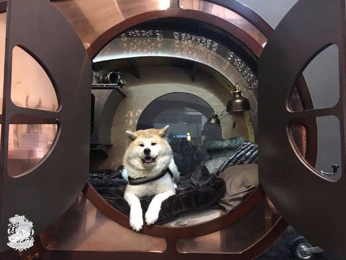 Boots the dog resting on the bed, framed by the two round steampunk-style doors with windows