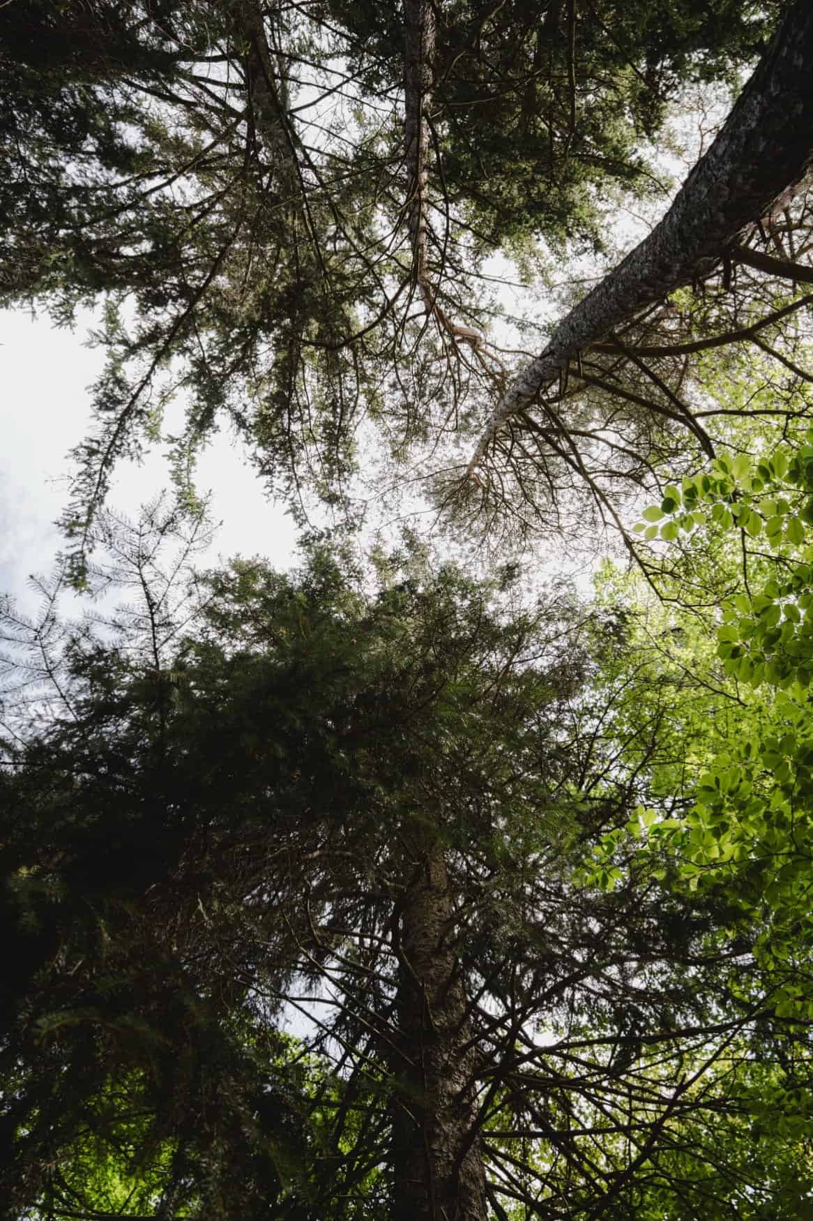 Worm's-eye view straight up at mixed pine and lime-green deciduous canopy