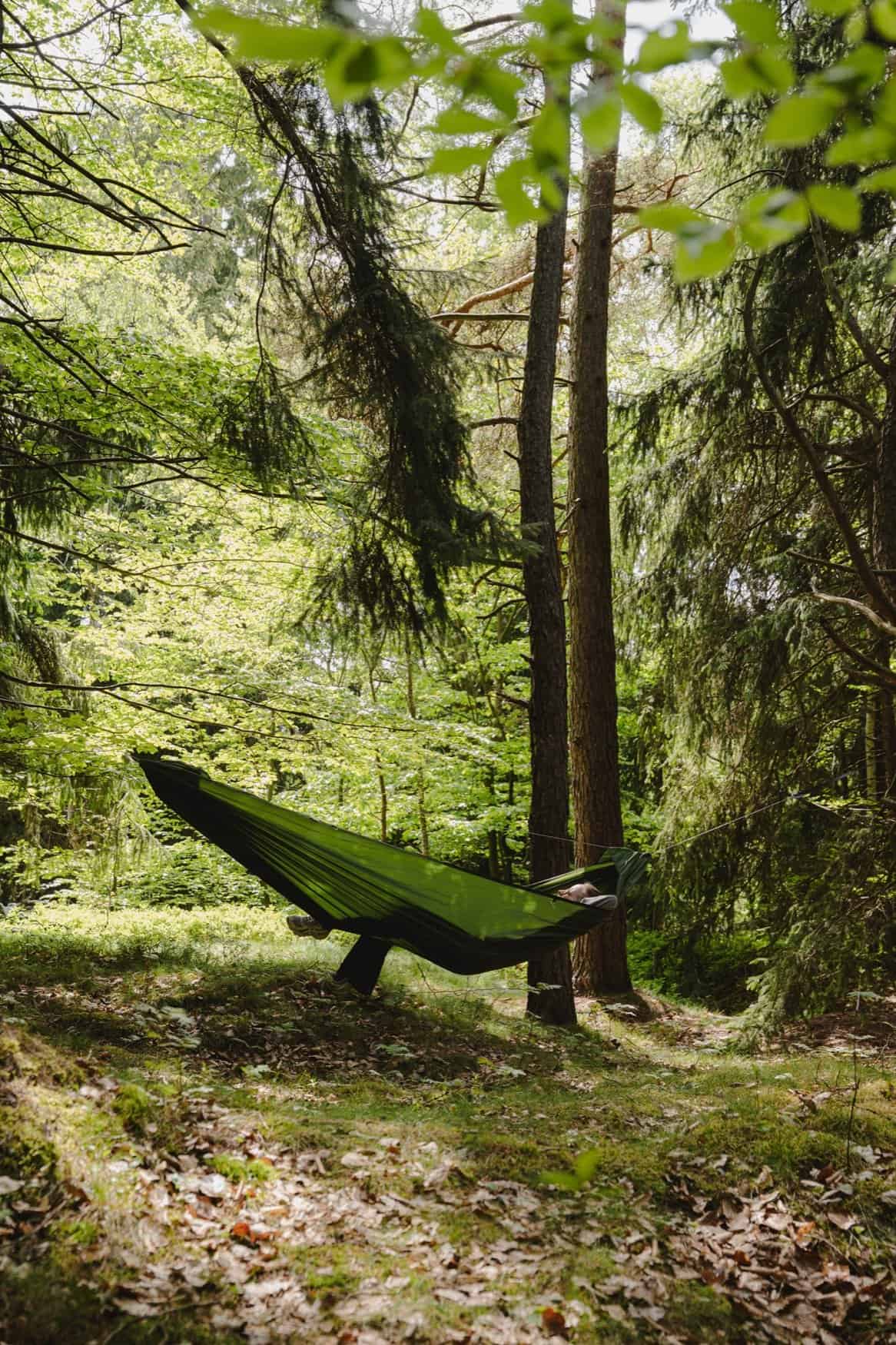 Wider view of a hammock between two trees on a mossy forest floor with sun through the canopy