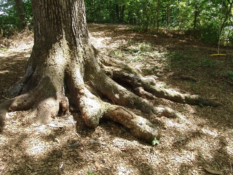 The base of the 210-year-old White Oak that supports the treehouse