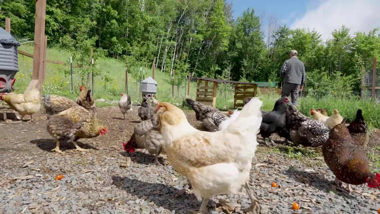 Mixed-breed hens foraging in the community chicken run at Tiny Timbers Agrihood, with woods beyond