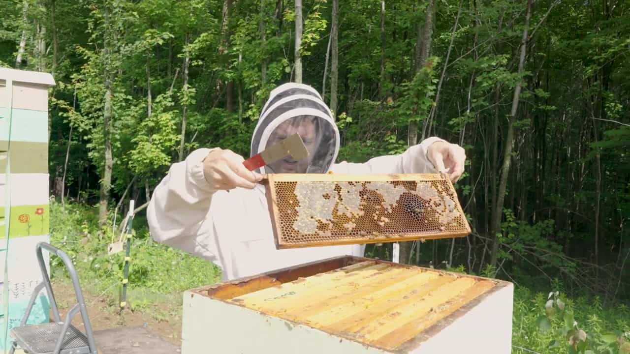 Beekeeper in a white suit inspecting a honeycomb frame beside stacked hives at the forest edge of Tiny Timbers Agrihood