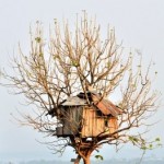 Treehouses