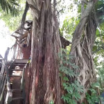 woman-who-raised-3-children-in-DIY-tree-house-001